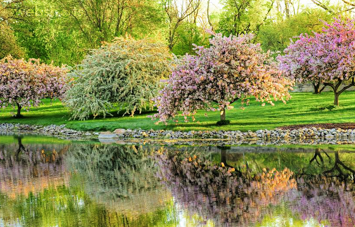 Proshots - Blooming Fruit Trees Reflected in Spring, Near Toledo, Ohio - Professional Photos (700x448, 752Kb)
