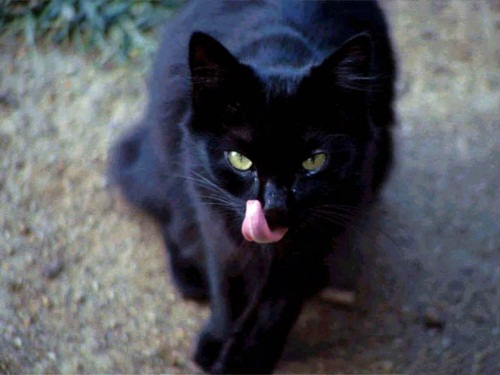 BlackCat3 (500x375, 52Kb)