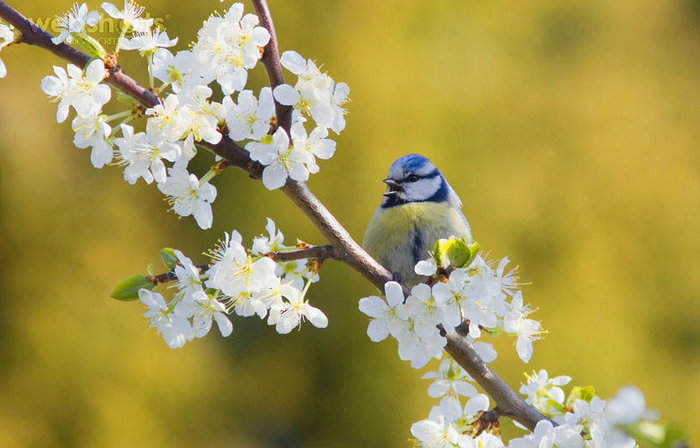 Proshots - Blue Tit - Professional Photos (700x448, 429Kb)