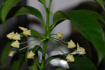  DSC_0078 (700x468, 316Kb)