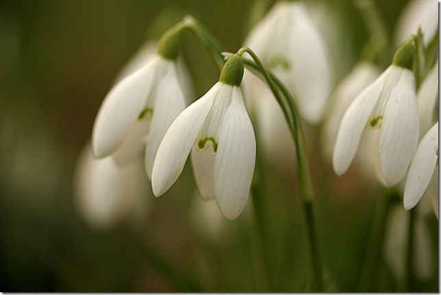 snowdrop5_3 (644x430, 46Kb)