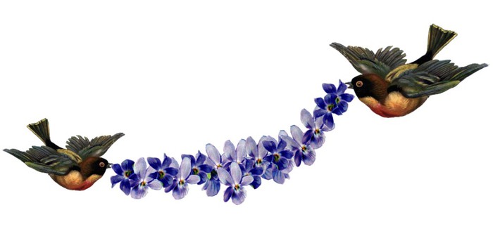 birds-violetes (700x326, 28Kb)