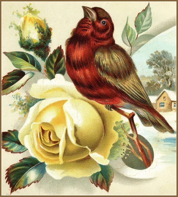 lbb bird on rose (578x640, 136Kb)