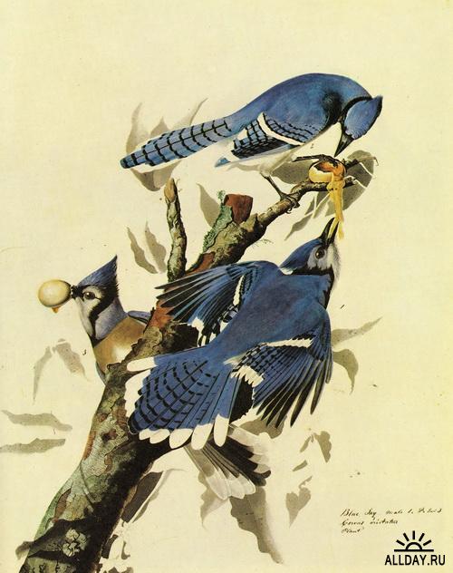 1274639571_blue-jay (500x632, 48Kb)