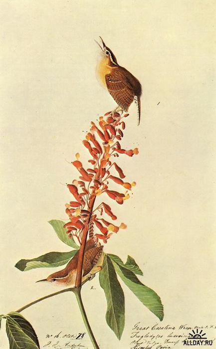 1274639691_carolina-wren (433x700, 40Kb)