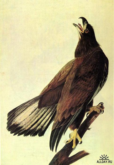 1274639489_bald-eagle (485x700, 50Kb)