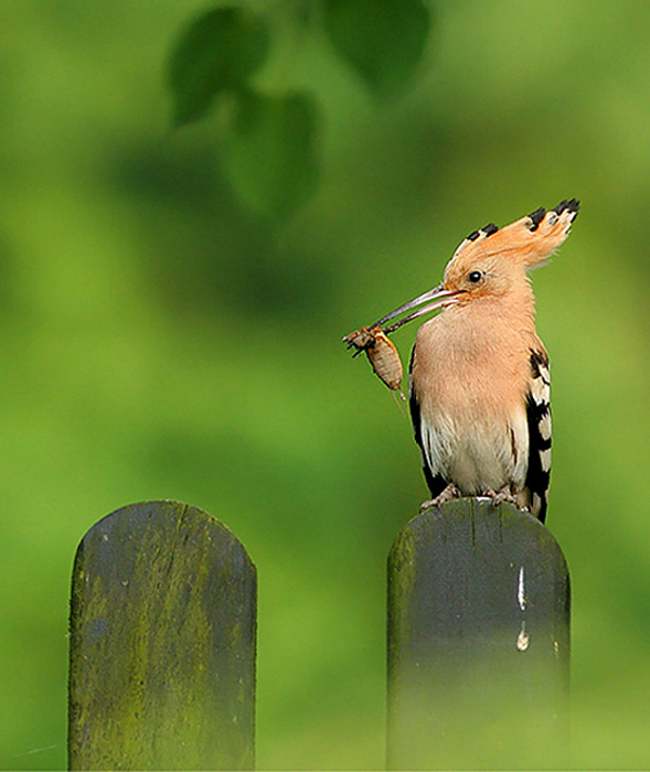 beautiful-birds-2 (589x700, 336Kb)