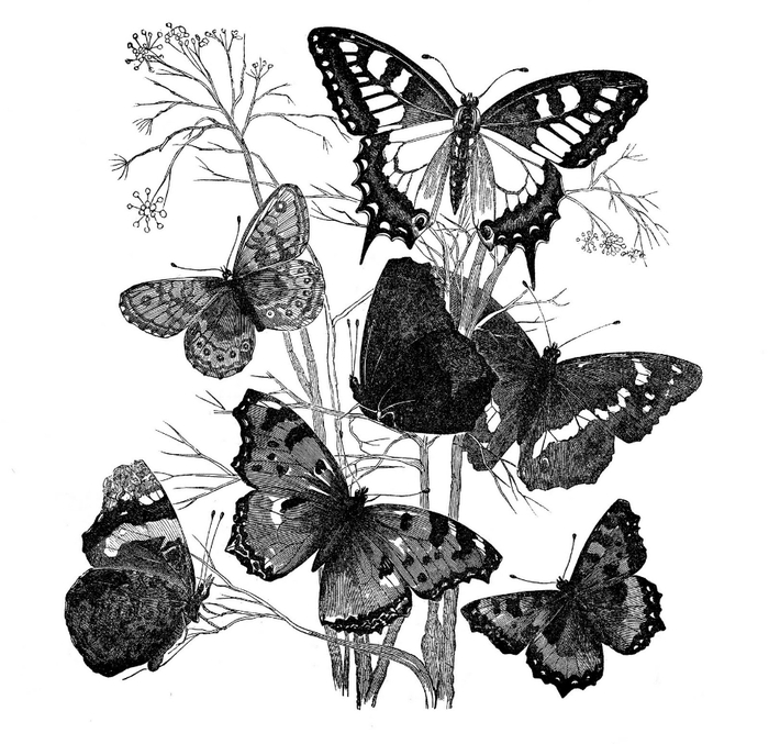 1a-butterflies-graphicsfairy012b (700x677, 230Kb)