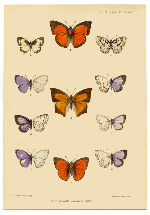 1a-butterflyprint-graphicsfairy004 (486x700, 229Kb)