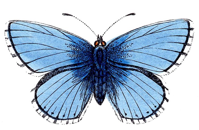 butterflies+blue+clip+art--graphicsfairy007a (700x459, 97Kb)