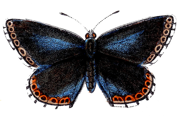 butterflies+blue+clip+art--graphicsfairy007b (700x450, 147Kb)