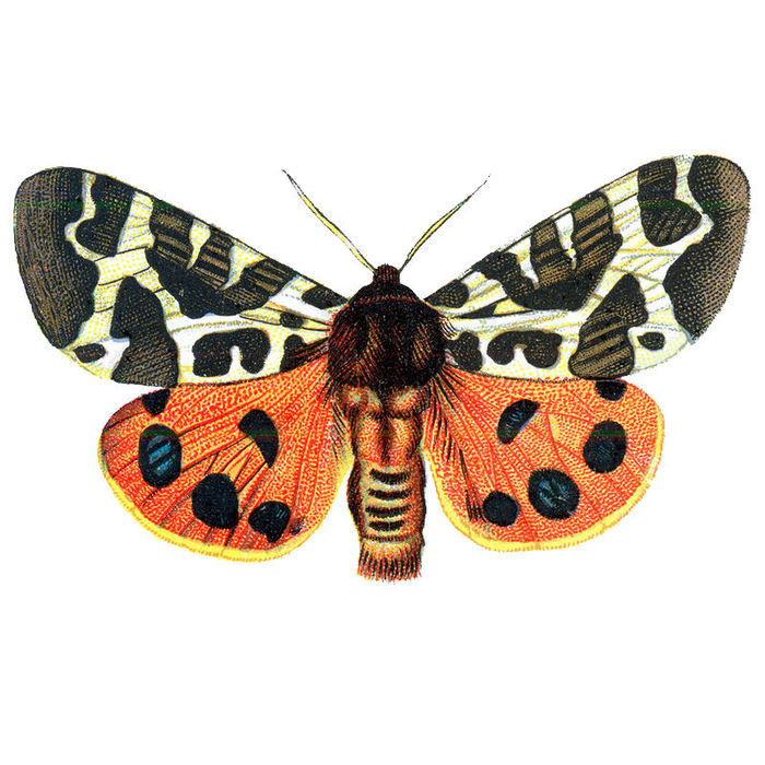 butterflyhallogfairy2 (700x700, 113Kb)