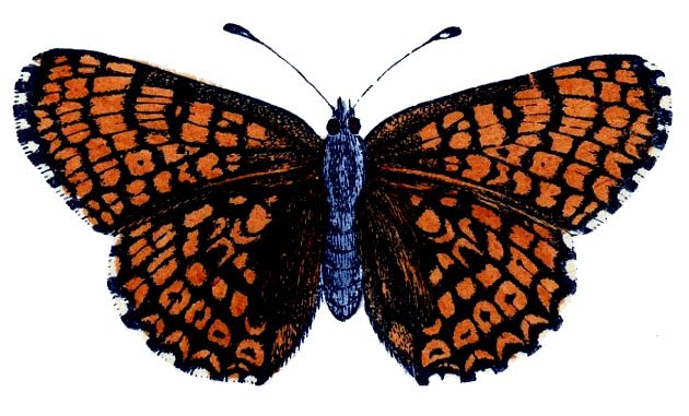 butterfly-vintage-graphicsfairy008a (630x381, 54Kb)
