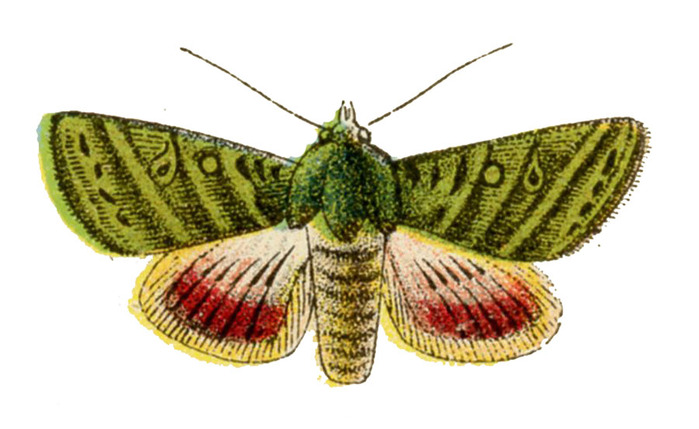 moth+vintage+image+graphicsfairy2 (700x429, 80Kb)