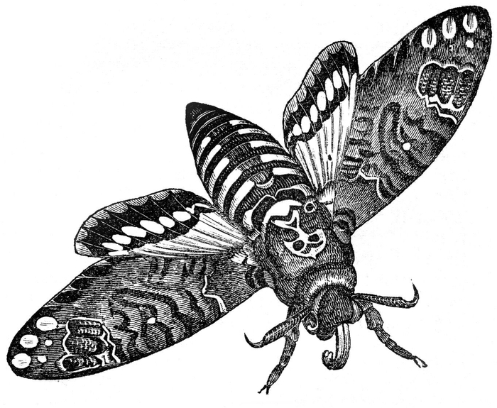 moth-graphicsfairy008b (700x575, 205Kb)