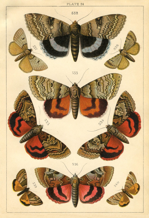 Moths--Graphics-Fairysm (476x700, 449Kb)
