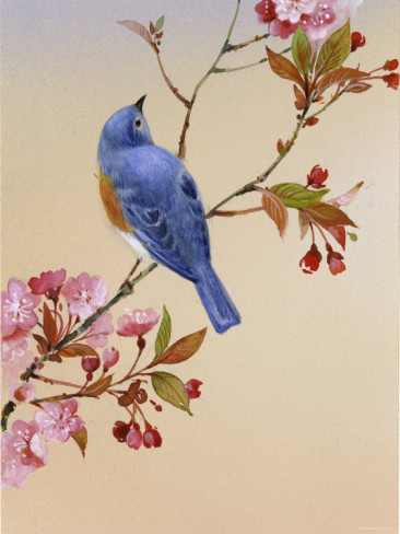 blue-bird-on-cherry-blossom-branch (1) (366x488, 53Kb)