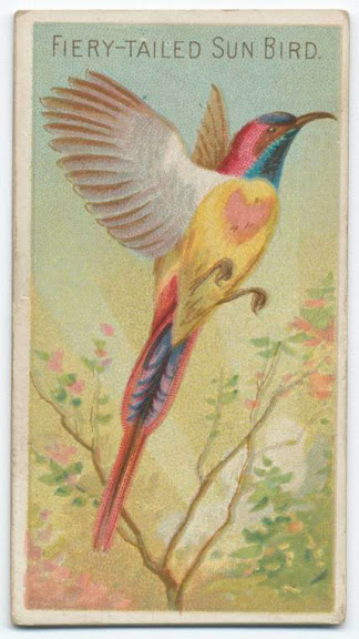 cigarettes-cards-fiery-tailed sun bird-1890 (324x576, 58Kb)