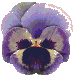 Pansy1 (75x84, 14Kb)