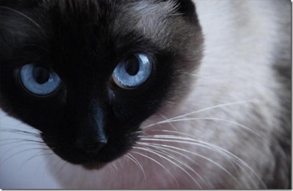 Multicolored_eyes_of_cats_4_funnypagenet.com_ (574x374, 43Kb)