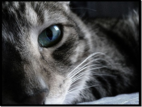 Multicolored_eyes_of_cats_8_funnypagenet.com_ (574x432, 64Kb)