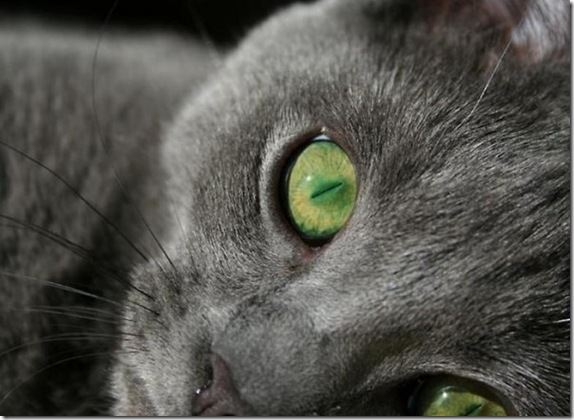 Multicolored_eyes_of_cats_22_funnypagenet.com_ (574x420, 70Kb)