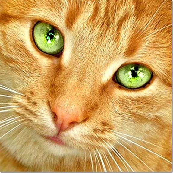 Multicolored_eyes_of_cats_31_funnypagenet.com_ (574x574, 131Kb)