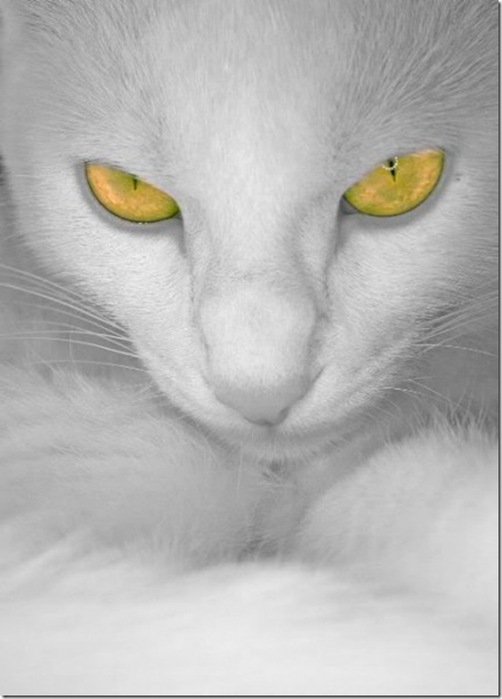 Multicolored_eyes_of_cats_42_funnypagenet.com_ (502x700, 60Kb)