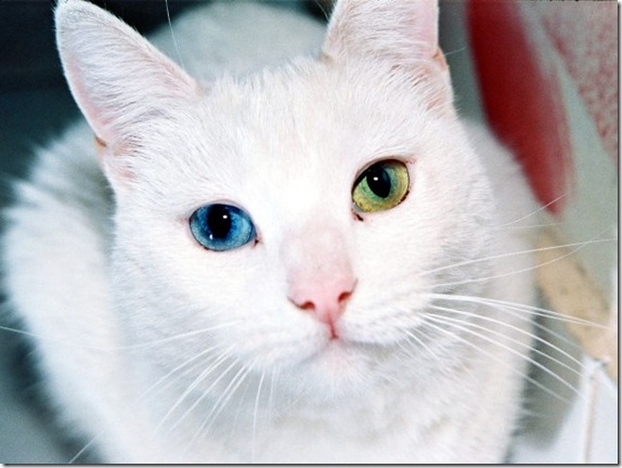 Multicolored_eyes_of_cats_102_funnypagenet.com_ (574x432, 60Kb)