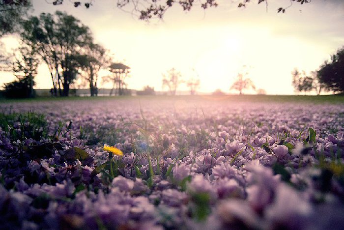 1301578093_1 (700x468, 71Kb)