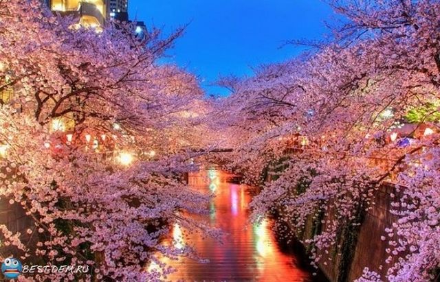 4768551_getImage3 (640x411, 83Kb)