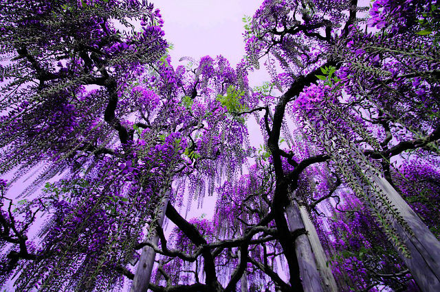 4768551_getImage12 (640x426, 173Kb)