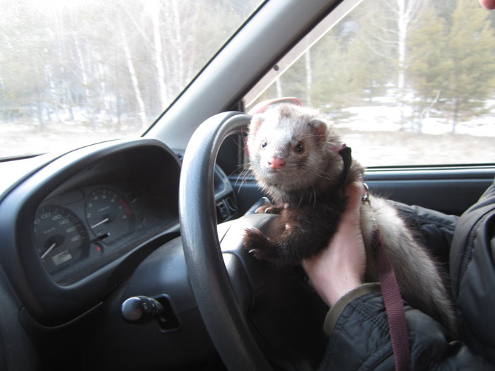 IMG_0261 (700x525, 83Kb)