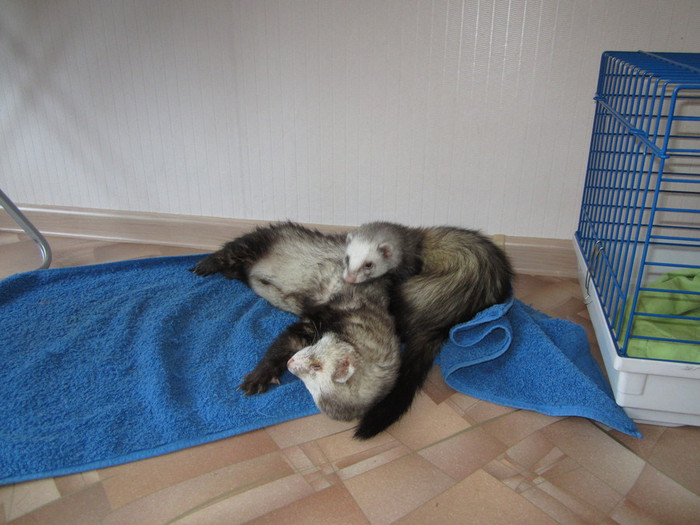 IMG_0281 (700x525, 93Kb)