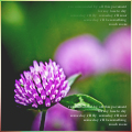 9 (120x120, 35Kb)