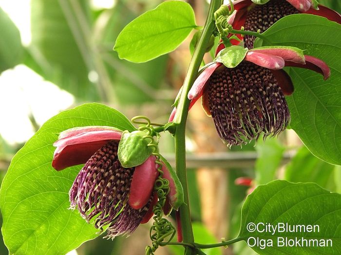 Passiflora alata1202_6638 (700x525, 316Kb)