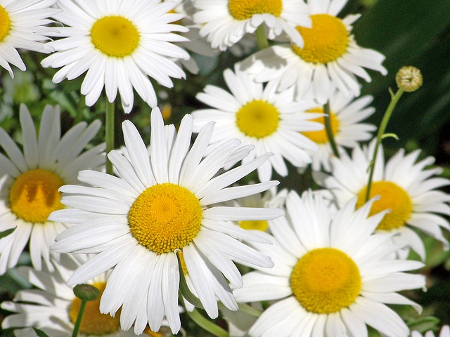 daisy-18254_640 (640x480, 93Kb)