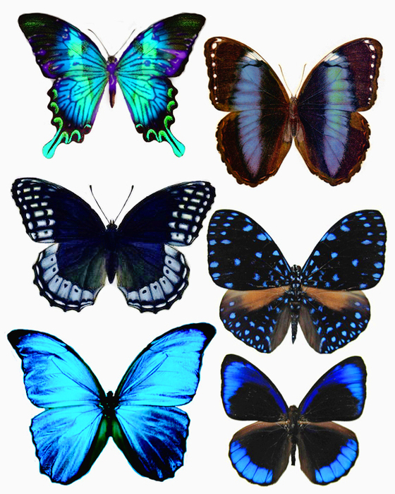 1278202282_55_FT838_blue_butterflies (560x700, 408Kb)