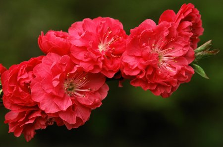 thumbs_48ae9fa5d3959 (450x296, 24Kb)