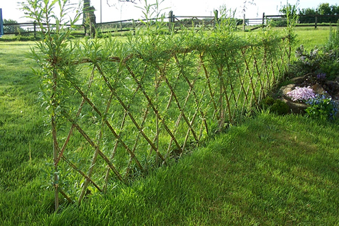 willow_screen_fence (495x330, 279Kb)