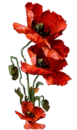  (21) (77x130, 39Kb)