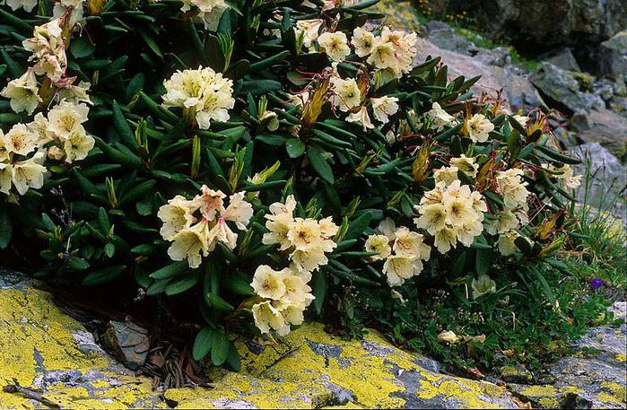   (Kaukaasia rododendron)/4316166_rododendron_kavkazskii (700x457, 96Kb)