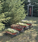  vintage-garden-pots1-11 (540x600, 169Kb)