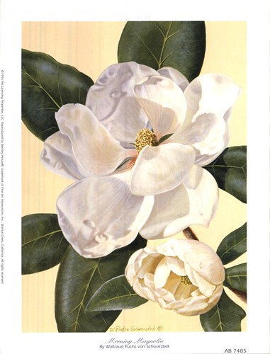morning-magnolia-by-waltraud-fuchs-von-schwarzbek-67295 (381x500, 43Kb)