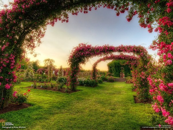 3303834_elizabeth_park_rose_garden (604x453, 101Kb)