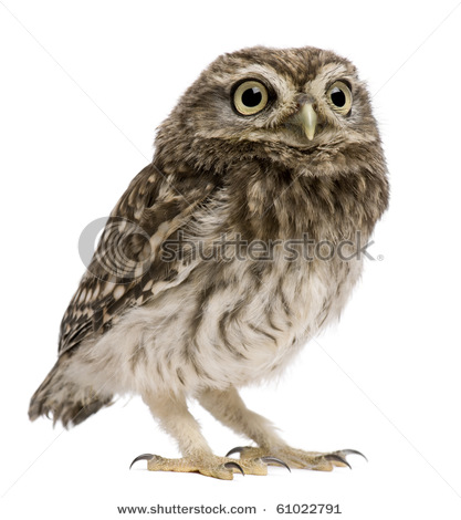 stock-photo-little-owl-days-old-athene-noctua-standing-in-front-of-a-white-background-61022791 (417x470, 53Kb)