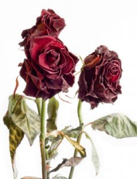 withered-roses-1_21154300 (479x626, 59Kb)