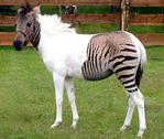  zebra-horse (474x400, 48Kb)
