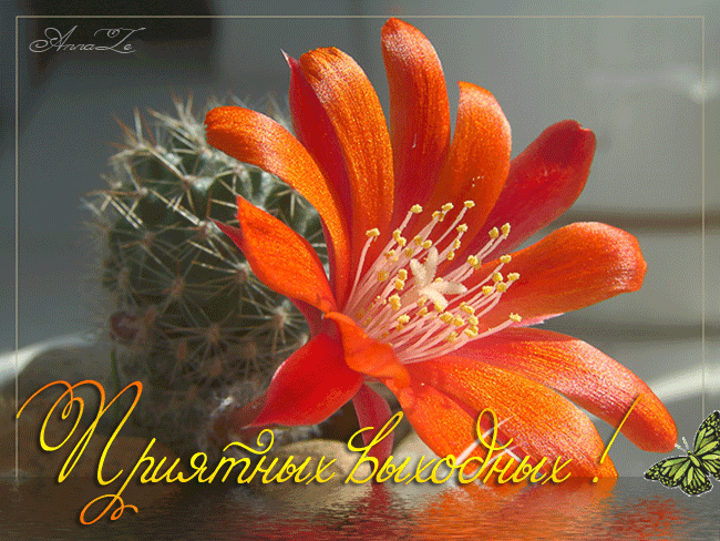 http://img0.liveinternet.ru/images/attach/c/5/85/743/85743528_zhelayu_priyatnuyh_vuyhodnuyh.gif