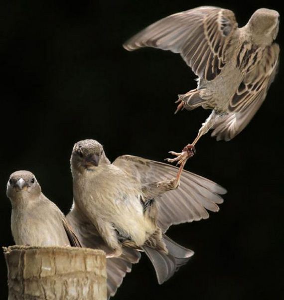 20110531_272556922 (570x602, 38Kb)